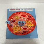 Animal Cell Model STEM Science Lab Demonstration Model